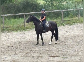 Hannoveraan, Merrie, 5 Jaar, 164 cm, Zwart