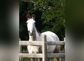 Hannoveraan, Merrie, 5 Jaar, 165 cm, Appelschimmel