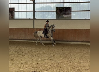 Hannoveraan, Merrie, 5 Jaar, 165 cm, Appelschimmel