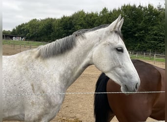 Hannoveraan, Merrie, 5 Jaar, 165 cm, Appelschimmel