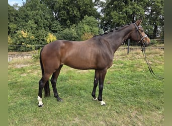 Hannoveraan, Merrie, 5 Jaar, 165 cm, Bruin
