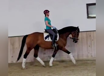 Hannoveraan, Merrie, 5 Jaar, 165 cm, Bruin