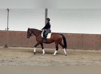 Hannoveraan, Merrie, 5 Jaar, 165 cm, Bruin