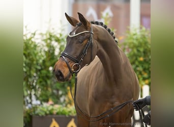 Hannoveraan, Merrie, 5 Jaar, 165 cm, Bruin