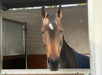 Hannoveraan, Merrie, 5 Jaar, 165 cm, Bruin