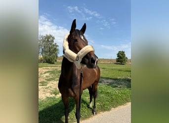 Hannoveraan, Merrie, 5 Jaar, 165 cm, Bruin