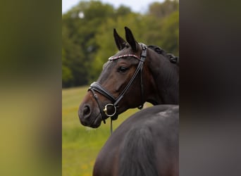Hannoveraan, Merrie, 5 Jaar, 165 cm, Donkerbruin