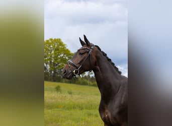 Hannoveraan, Merrie, 5 Jaar, 165 cm, Donkerbruin