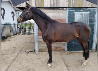 Hannoveraan, Merrie, 5 Jaar, 165 cm, Donkerbruin