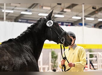 Hannoveraan, Merrie, 5 Jaar, 165 cm, Schimmel