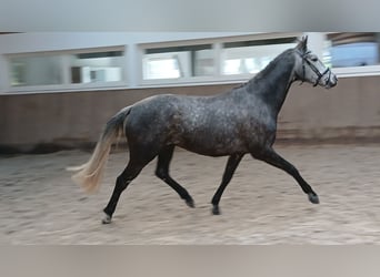 Hannoveraan, Merrie, 5 Jaar, 165 cm, Schimmel