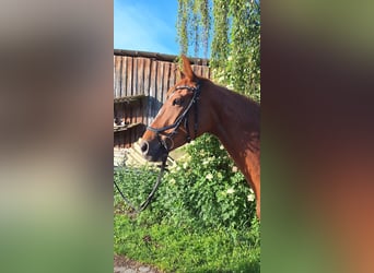Hannoveraan, Merrie, 5 Jaar, 165 cm, Vos