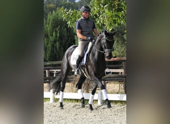 Hannoveraan, Merrie, 5 Jaar, 165 cm, Zwart