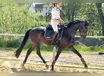 Hannoveraan, Merrie, 5 Jaar, 165 cm, Zwartbruin