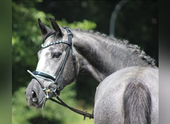 Hannoveraan, Merrie, 5 Jaar, 166 cm, Appelschimmel