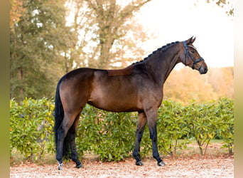 Hannoveraan, Merrie, 5 Jaar, 166 cm, Bruin