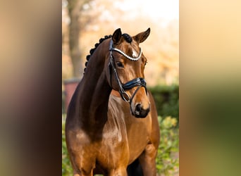 Hannoveraan, Merrie, 5 Jaar, 166 cm, Bruin