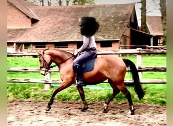 Hannoveraan, Merrie, 5 Jaar, 166 cm, Bruin