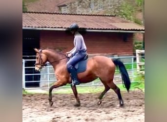 Hannoveraan, Merrie, 5 Jaar, 166 cm, Bruin