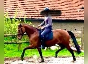 Hannoveraan, Merrie, 5 Jaar, 166 cm, Bruin