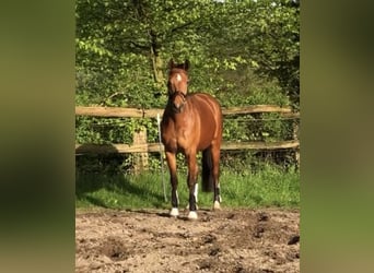 Hannoveraan, Merrie, 5 Jaar, 166 cm, Bruin