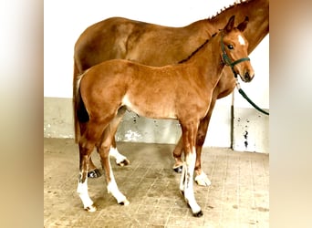 Hannoveraan, Merrie, 5 Jaar, 166 cm, Bruin