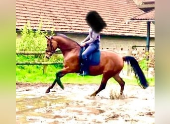 Hannoveraan, Merrie, 5 Jaar, 166 cm, Bruin