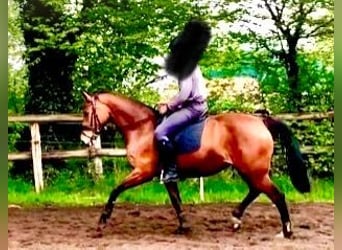 Hannoveraan, Merrie, 5 Jaar, 166 cm, Bruin