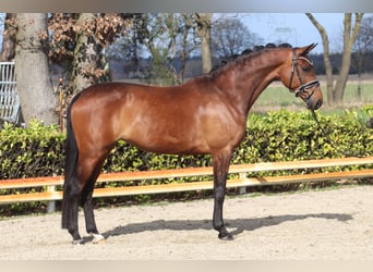Hannoveraan, Merrie, 5 Jaar, 166 cm, Bruin