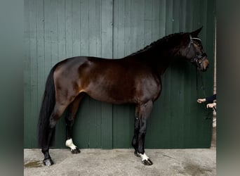 Hannoveraan, Merrie, 5 Jaar, 166 cm, Bruin