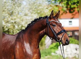 Hannoveraan, Merrie, 5 Jaar, 166 cm, Bruin