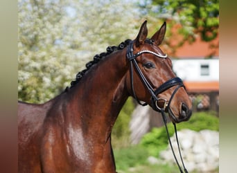 Hannoveraan, Merrie, 5 Jaar, 166 cm, Bruin