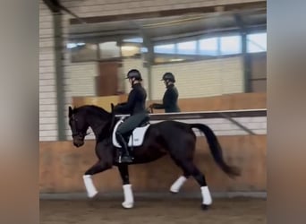 Hannoveraan, Merrie, 5 Jaar, 166 cm, Bruin