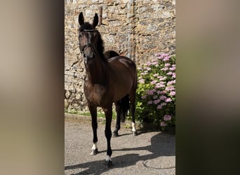 Hannoveraan, Merrie, 5 Jaar, 166 cm, Donkerbruin