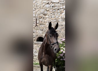 Hannoveraan, Merrie, 5 Jaar, 166 cm, Donkerbruin