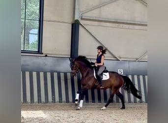 Hannoveraan, Merrie, 5 Jaar, 166 cm, Donkerbruin