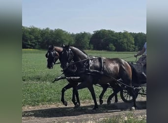 Hannoveraan, Merrie, 5 Jaar, 166 cm, Roodbruin