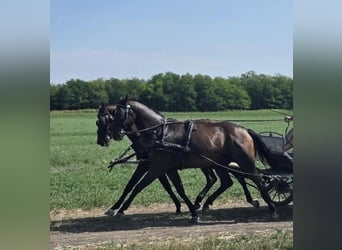 Hannoveraan, Merrie, 5 Jaar, 166 cm, Roodbruin