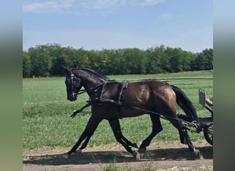 Hannoveraan, Merrie, 5 Jaar, 166 cm, Roodbruin
