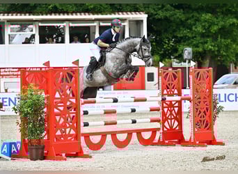 Hannoveraan, Merrie, 5 Jaar, 166 cm, Schimmel