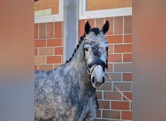 Hannoveraan, Merrie, 5 Jaar, 166 cm, Schimmel