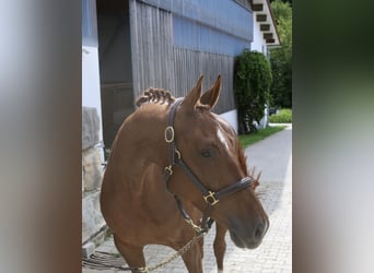 Hannoveraan, Merrie, 5 Jaar, 166 cm, Vos