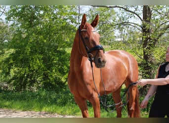 Hannoveraan, Merrie, 5 Jaar, 166 cm, Vos