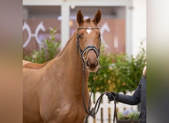 Hannoveraan, Merrie, 5 Jaar, 166 cm, Vos