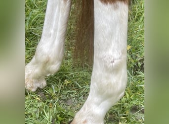 Hannoveraan, Merrie, 5 Jaar, 166 cm, Vos