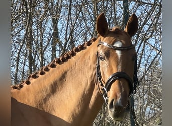 Hannoveraan, Merrie, 5 Jaar, 166 cm, Vos