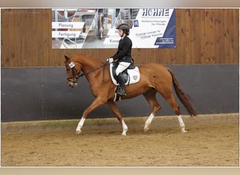 Hannoveraan, Merrie, 5 Jaar, 166 cm, Vos