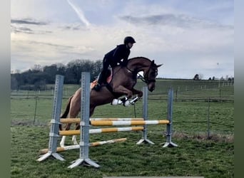 Hannoveraan, Merrie, 5 Jaar, 166 cm, Vos