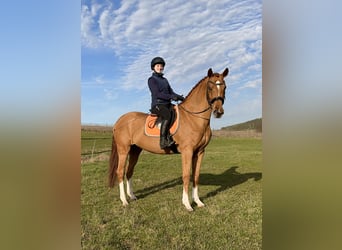 Hannoveraan, Merrie, 5 Jaar, 166 cm, Vos