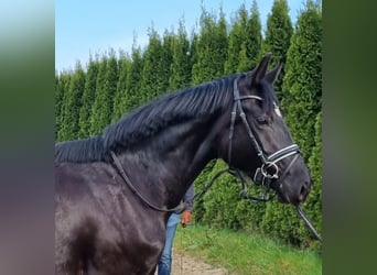 Hannoveraan, Merrie, 5 Jaar, 166 cm, Zwart